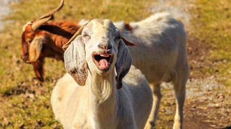 اخبار,اخبار امروز,اخبار جدید