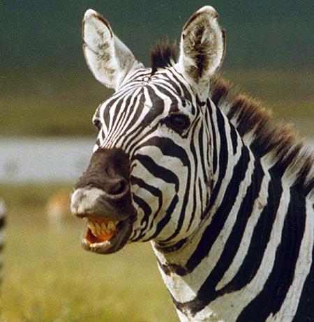 اخبار,اخبار امروز,اخبار جدید