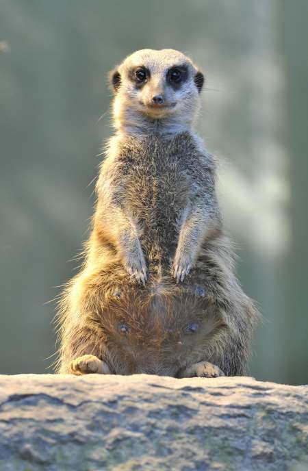 اخبار,اخبار امروز,اخبار جدید
