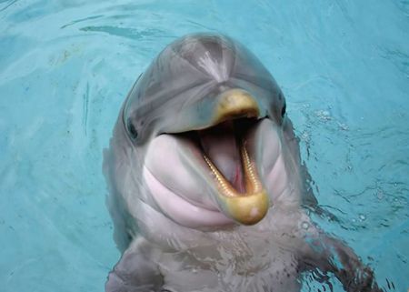 اخبار,اخبار امروز,اخبار جدید