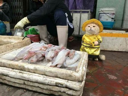 اخبار,اخبارگوناگون,داگ؛ بامزه‌ترین ماهی فروش دنیا