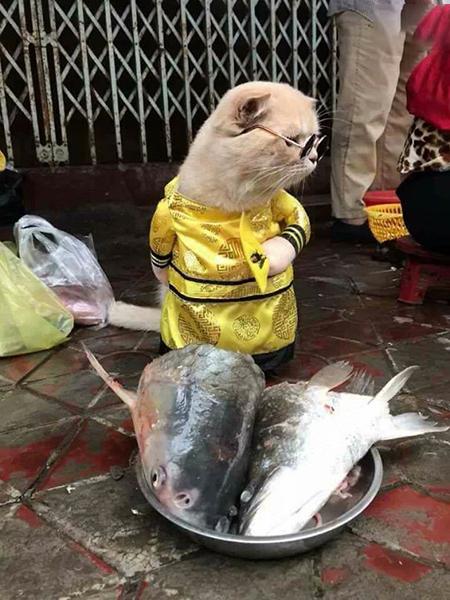 اخبار,اخبارگوناگون,داگ؛ بامزه‌ترین ماهی فروش دنیا