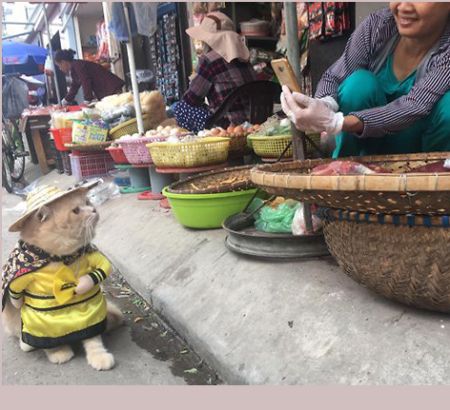 اخبار,اخبارگوناگون,داگ؛ بامزه‌ترین ماهی فروش دنیا