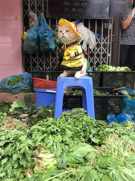 اخبار,اخبارگوناگون,داگ؛ بامزه‌ترین ماهی فروش دنیا