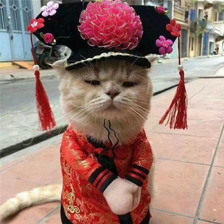 اخبار,اخبارگوناگون,داگ؛ بامزه‌ترین ماهی فروش دنیا