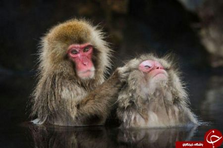 اخبار,اخبارگوناگون,میمونهای برفی