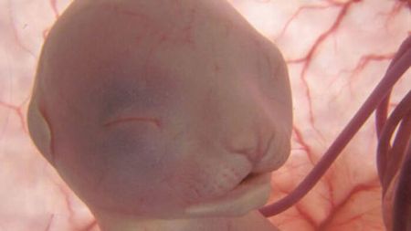 اخبار,اخبار گوناگون,تصاویر شگفت انگیز حیوانات قبل از تولد