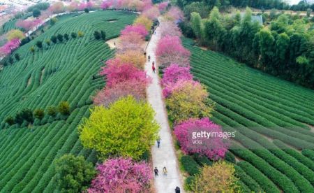 اخبار,انعکاس,  فصل شکوفه‌های گیلاس در چین