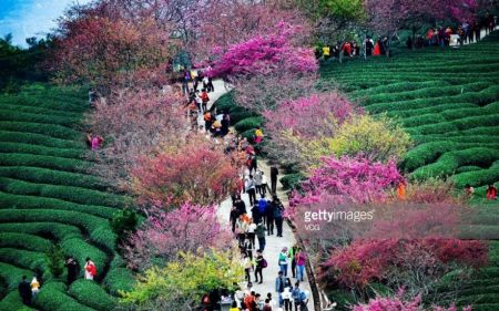 اخبار,انعکاس,  فصل شکوفه‌های گیلاس در چین