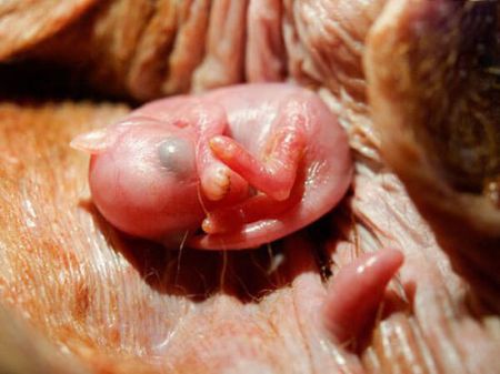 اخبار,اخبار گوناگون,تصاویر شگفت انگیز حیوانات قبل از تولد