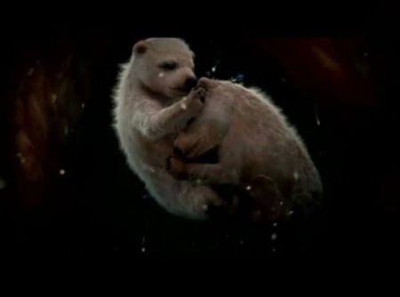 اخبار,اخبار گوناگون,تصاویر شگفت انگیز حیوانات قبل از تولد