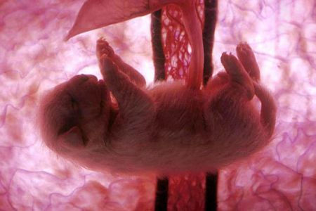 اخبار,اخبار گوناگون,تصاویر شگفت انگیز حیوانات قبل از تولد