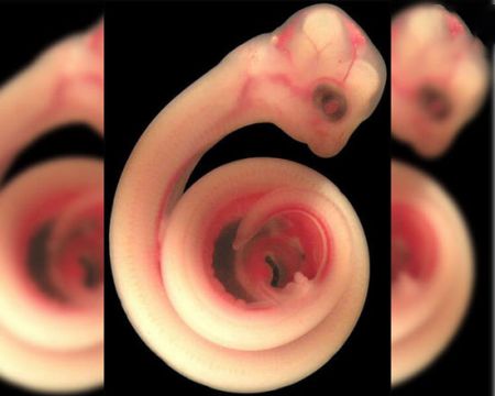 اخبار,اخبار گوناگون,تصاویر شگفت انگیز حیوانات قبل از تولد