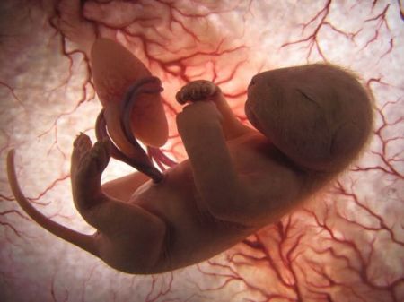 اخبار,اخبار گوناگون,تصاویر شگفت انگیز حیوانات قبل از تولد