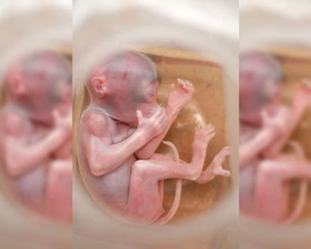 اخبار,اخبار گوناگون,تصاویر شگفت انگیز حیوانات قبل از تولد