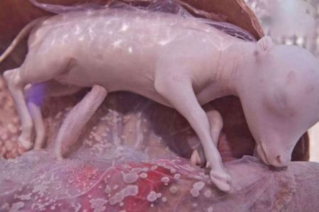 اخبار,اخبار گوناگون,تصاویر شگفت انگیز حیوانات قبل از تولد