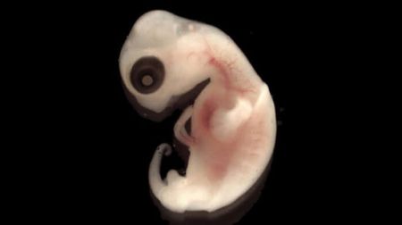 اخبار,اخبار گوناگون,تصاویر شگفت انگیز حیوانات قبل از تولد