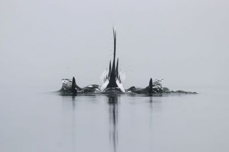   اخبارگوناگون ,خبرهای  گوناگون , شیرجه در آب