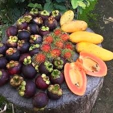 اخباراقتصادی ,خبرهای اقتصادی ,میوه استوایی اخباراقتصادی ,خبرهای اقتصادی ,میوه استوایی