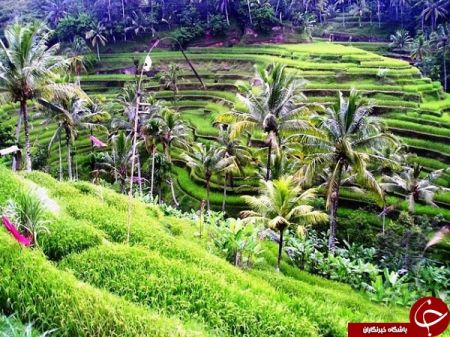 اخبار گوناگون,خبرهای گوناگون, جشن سکوت اخبار گوناگون,خبرهای گوناگون, جشن سکوت