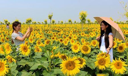 عکسهای جالب,عکسهای جذاب, مزرعه گل آفتابگردان  