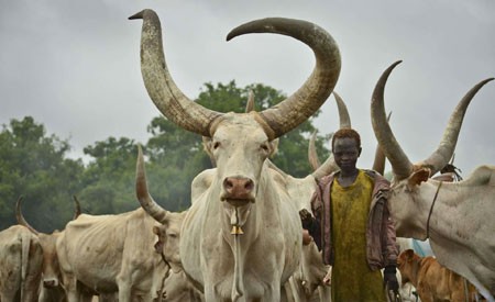 عکسهای جالب,عکسهای جذاب,گاوها در سودان 