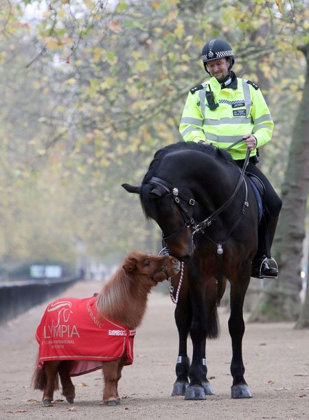 عکسهای جالب,عکسهای جذاب,پلیس اسب سوار 