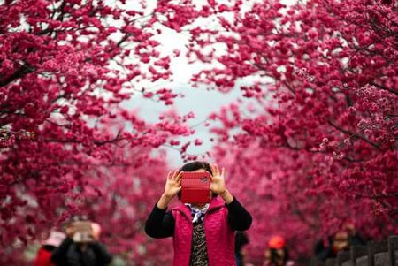 عکسهای جالب,عکسهای جذاب,شکوفه‌های درخت گیلاس 