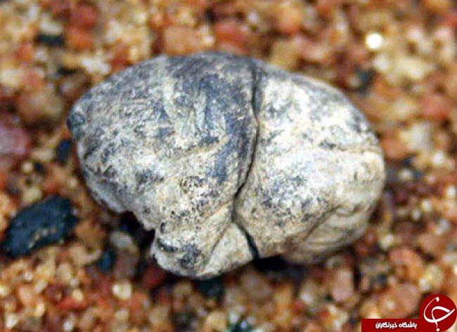 اخبار,اخبار گوناگون,عجیب‌ترین کشفیات باستان شناسان از انسان‌های اولیه