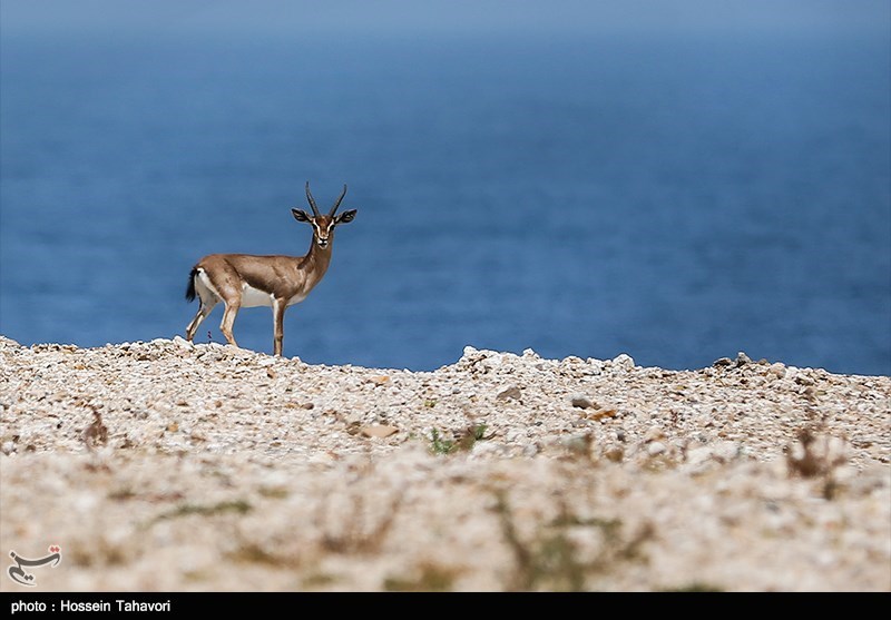 اخبار,اخبار گوناگون,جزایر فارور بزرگ و کوچک