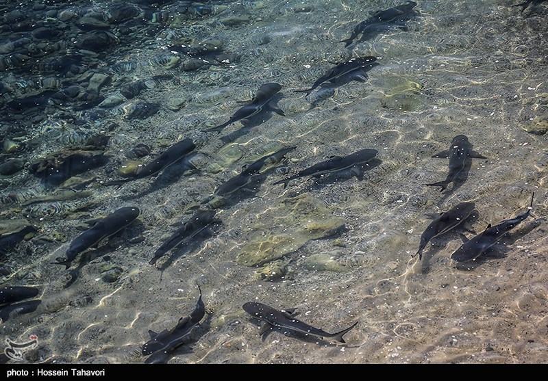 اخبار,اخبار گوناگون,جزایر فارور بزرگ و کوچک