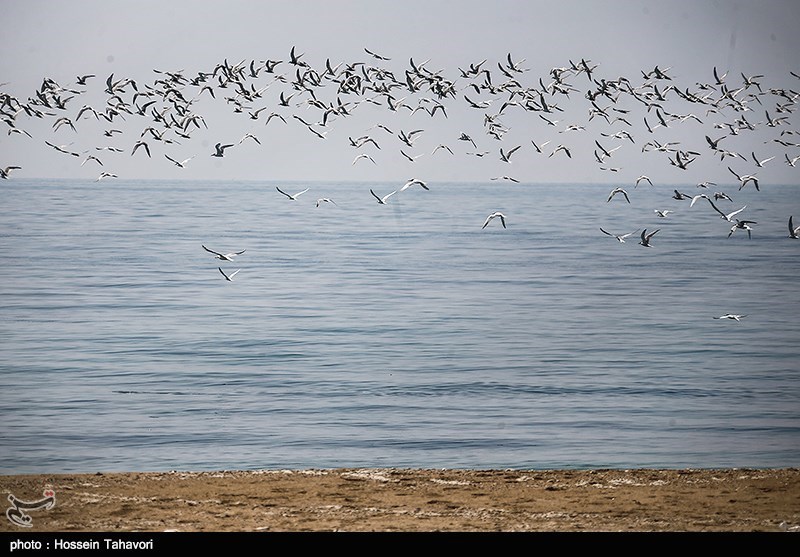 اخبار,اخبار گوناگون,جزایر فارور بزرگ و کوچک