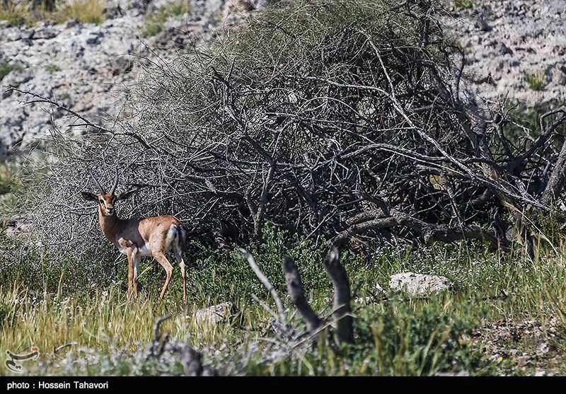 اخبار,اخبار گوناگون,جزایر فارور بزرگ و کوچک