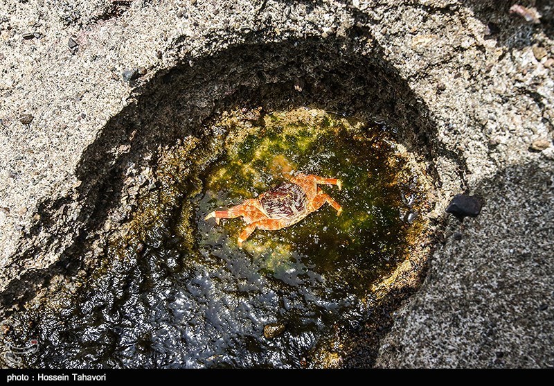 اخبار,اخبار گوناگون,جزایر فارور بزرگ و کوچک