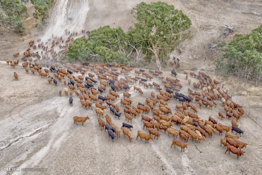 اخبار,اخبار گوناگون,صنعت دامداری و کشاورزی استرالیا