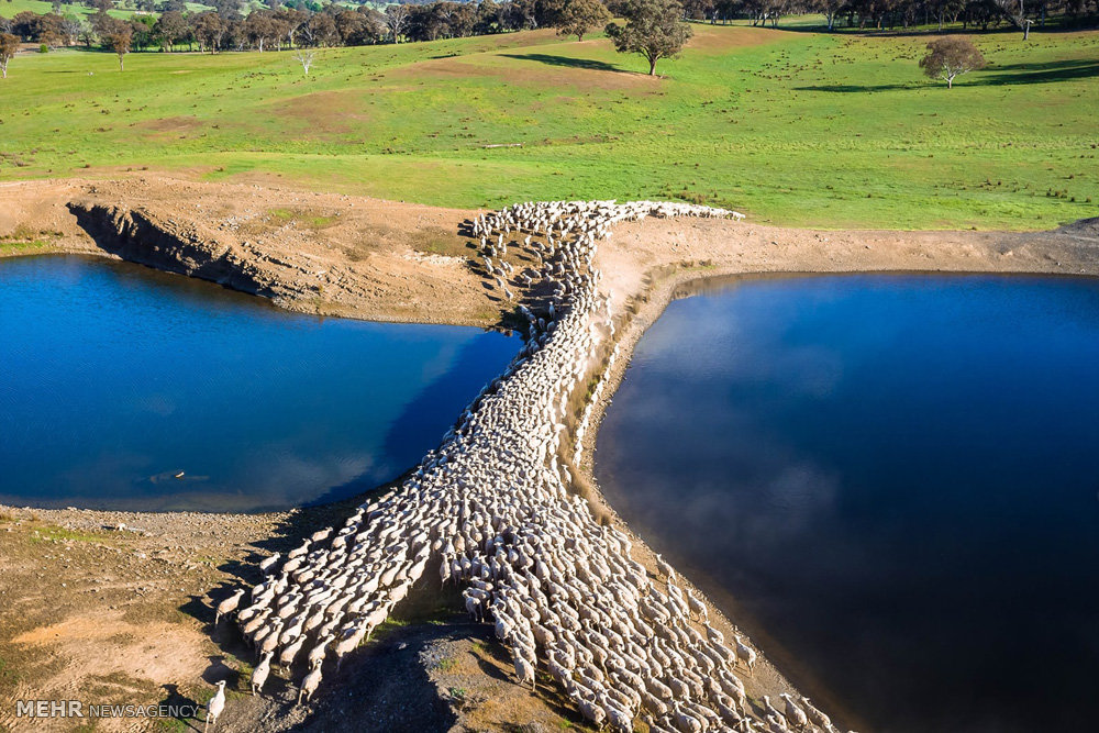 اخبار,اخبار گوناگون,صنعت دامداری و کشاورزی استرالیا