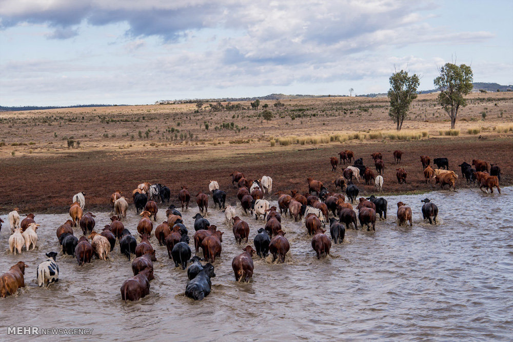 اخبار,اخبار گوناگون,صنعت دامداری و کشاورزی استرالیا