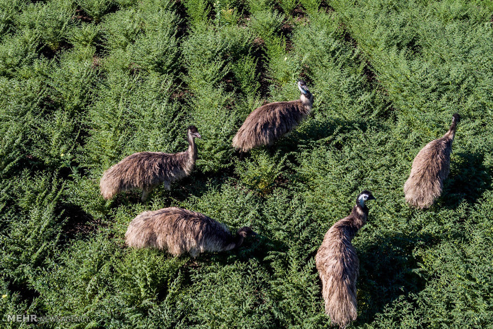 اخبار,اخبار گوناگون,صنعت دامداری و کشاورزی استرالیا
