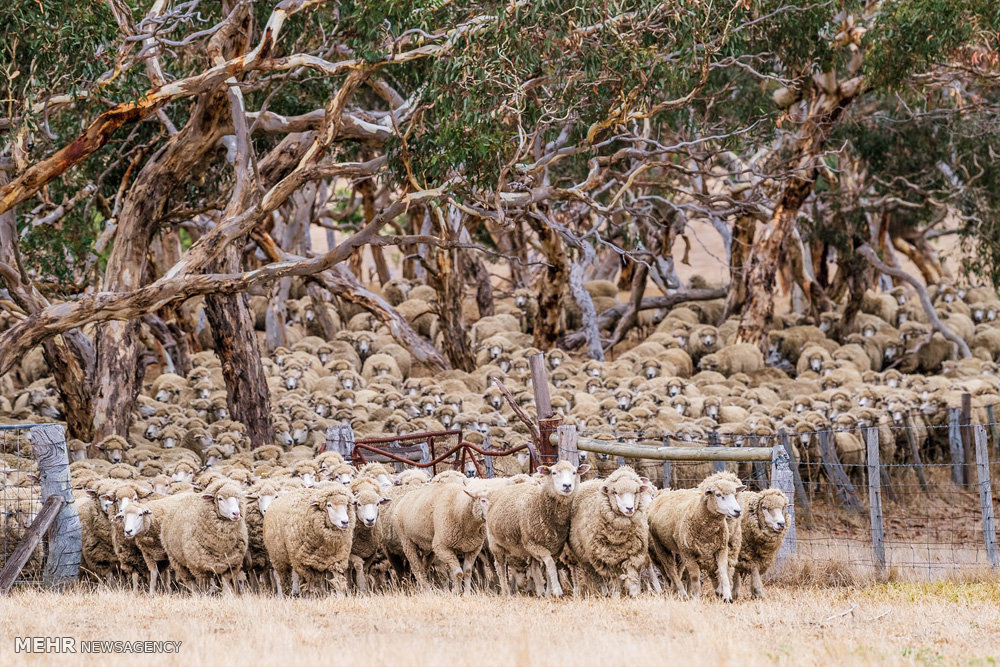 اخبار,اخبار گوناگون,صنعت دامداری و کشاورزی استرالیا