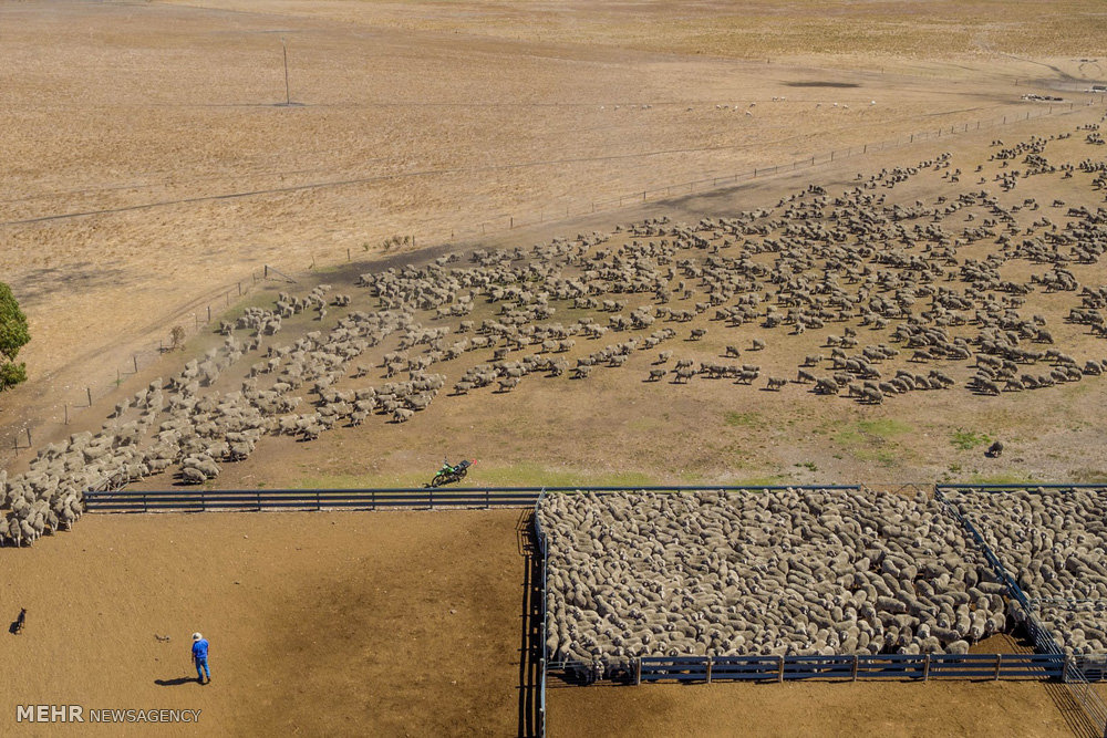 اخبار,اخبار گوناگون,صنعت دامداری و کشاورزی استرالیا