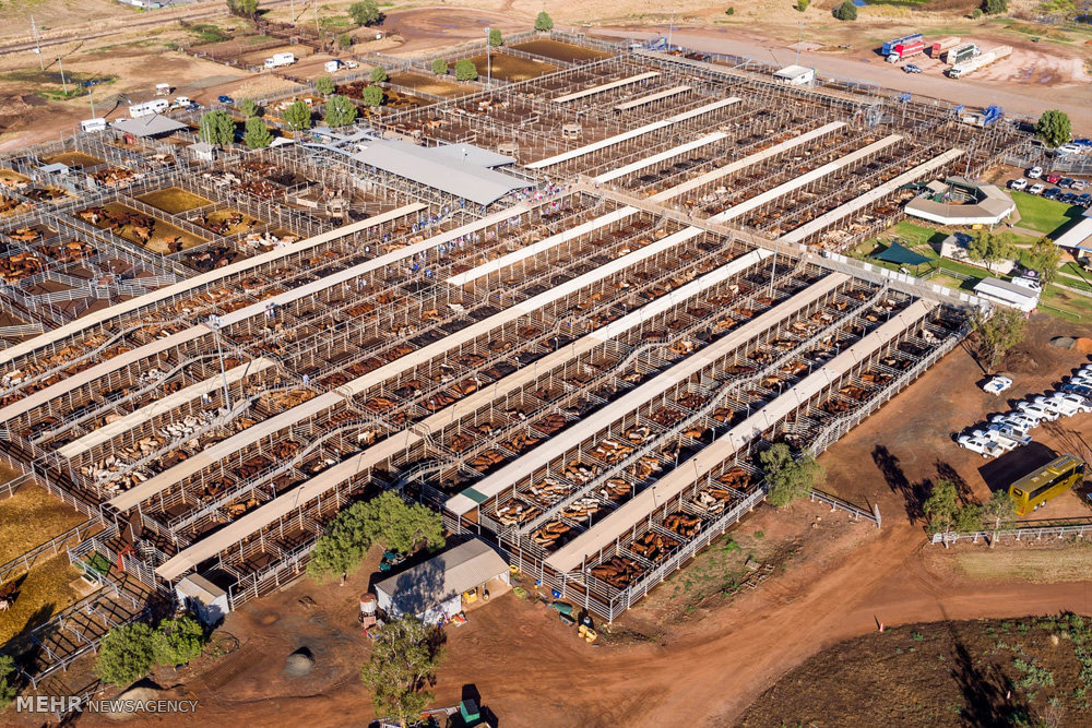 اخبار,اخبار گوناگون,صنعت دامداری و کشاورزی استرالیا