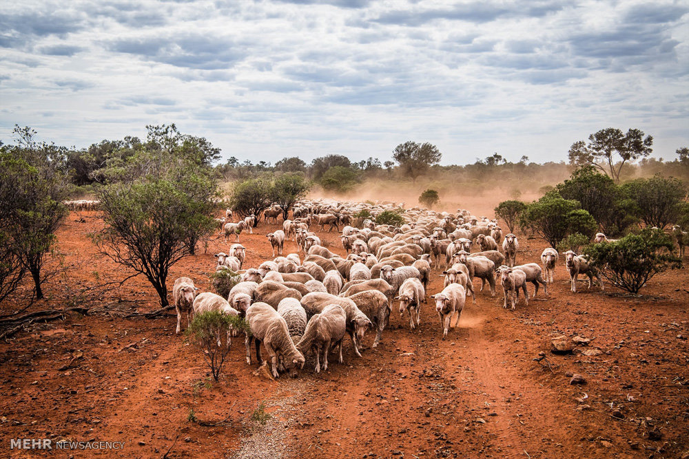 اخبار,اخبار گوناگون,صنعت دامداری و کشاورزی استرالیا