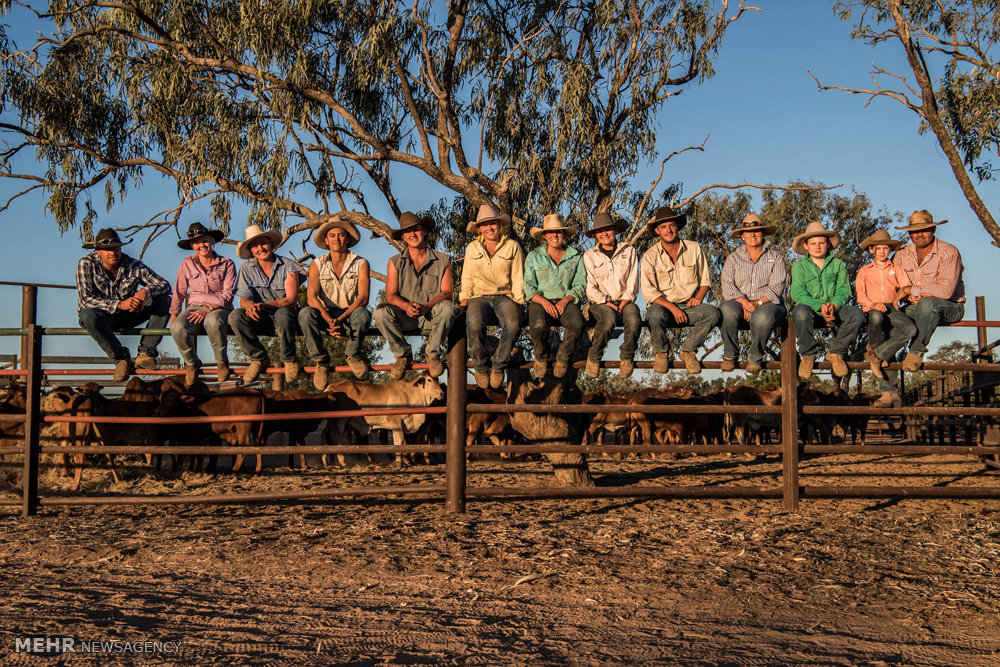 اخبار,اخبار گوناگون,صنعت دامداری و کشاورزی استرالیا