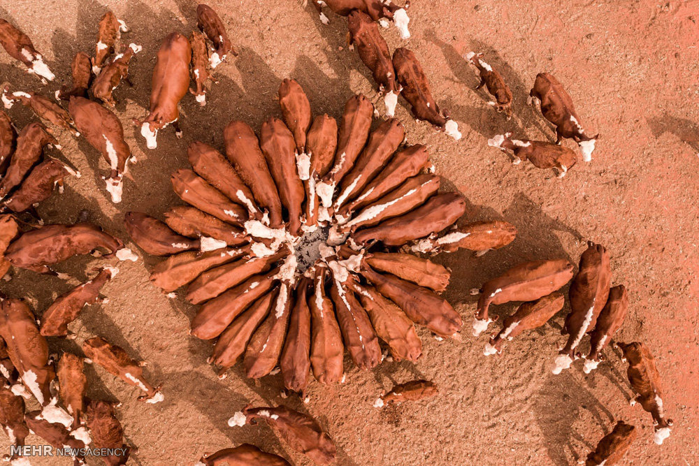 اخبار,اخبار گوناگون,صنعت دامداری و کشاورزی استرالیا