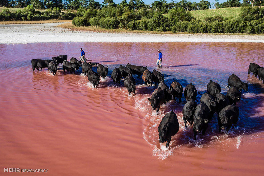 اخبار,اخبار گوناگون,صنعت دامداری و کشاورزی استرالیا