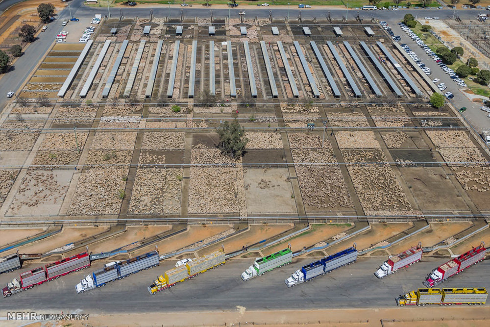 اخبار,اخبار گوناگون,صنعت دامداری و کشاورزی استرالیا