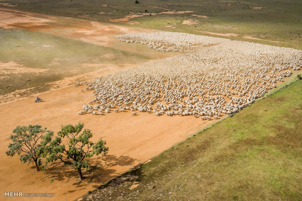 اخبار,اخبار گوناگون,صنعت دامداری و کشاورزی استرالیا
