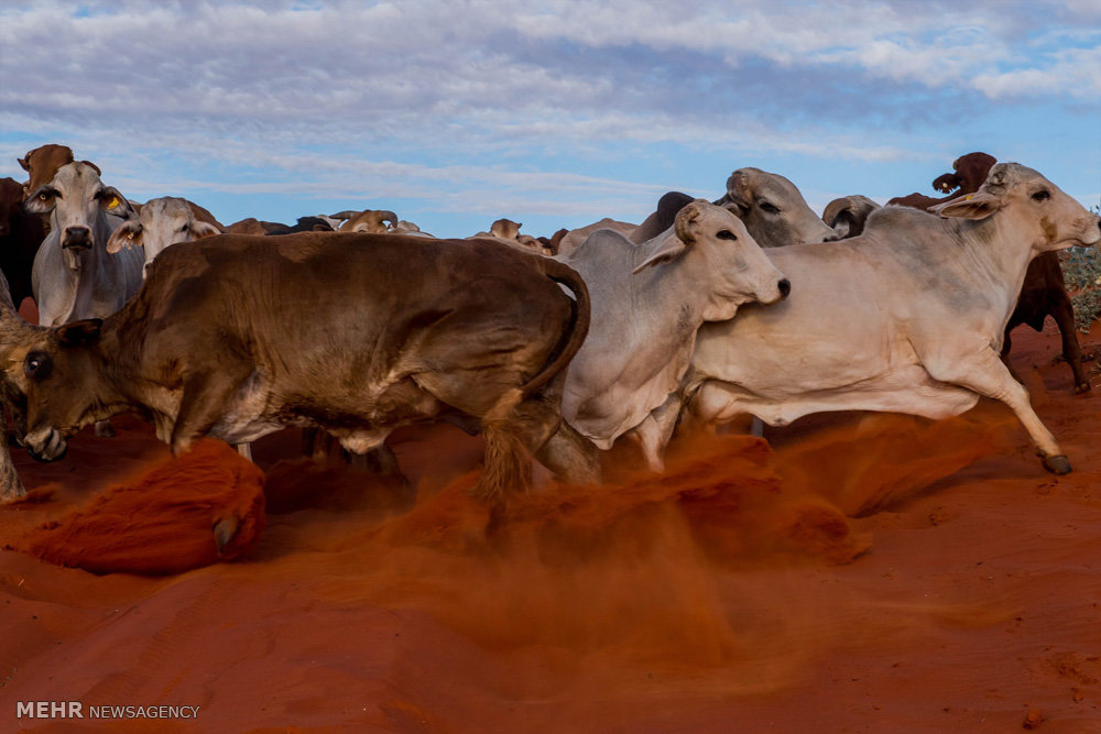 اخبار,اخبار گوناگون,صنعت دامداری و کشاورزی استرالیا
