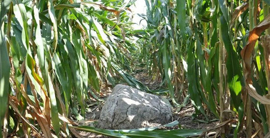 اخبار,اخبار گوناگون,قله