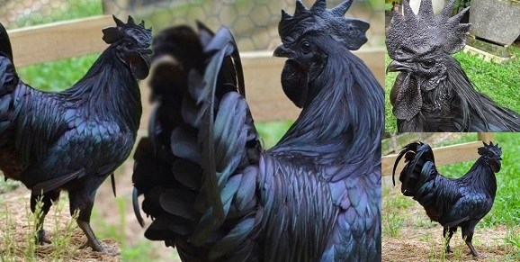 اخبار,اخبارگوناگون,مرغ و خروس 20 میلیون تومانی